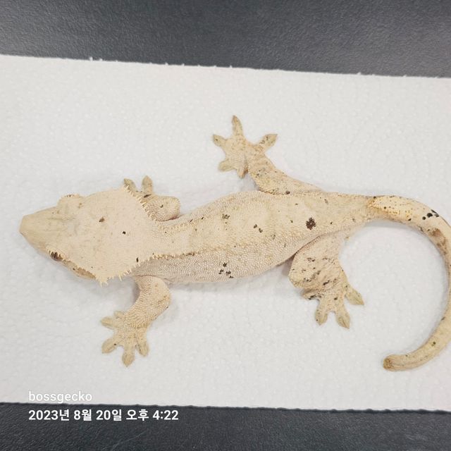 달마시안