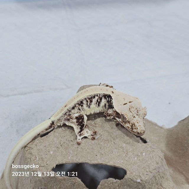 릴리화이트