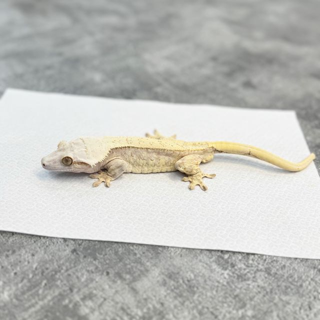 크림시클 크림 옐로우