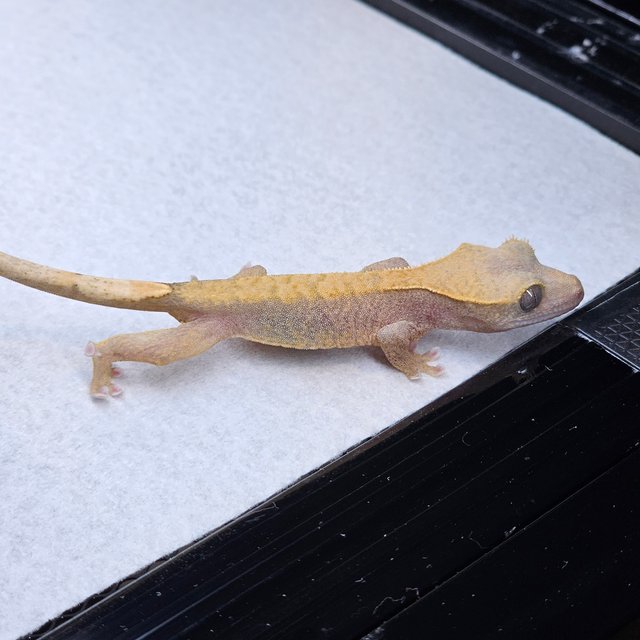 Pied Hypo