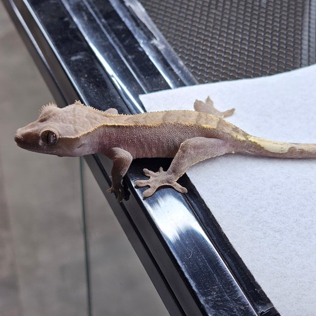 Cappuccino Pied