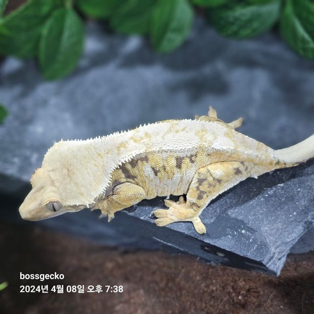 트라이