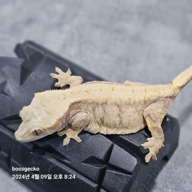 트라이 드리피