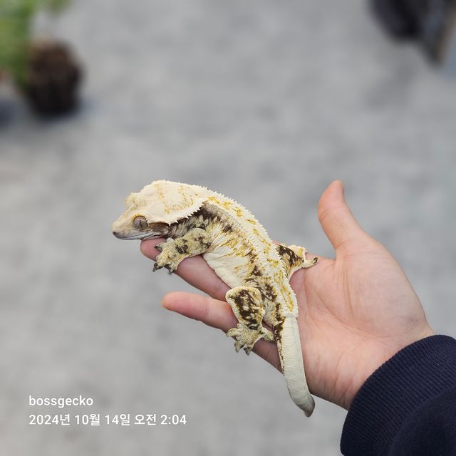 화이트 화이트스팟 화이트포트홀 노멀