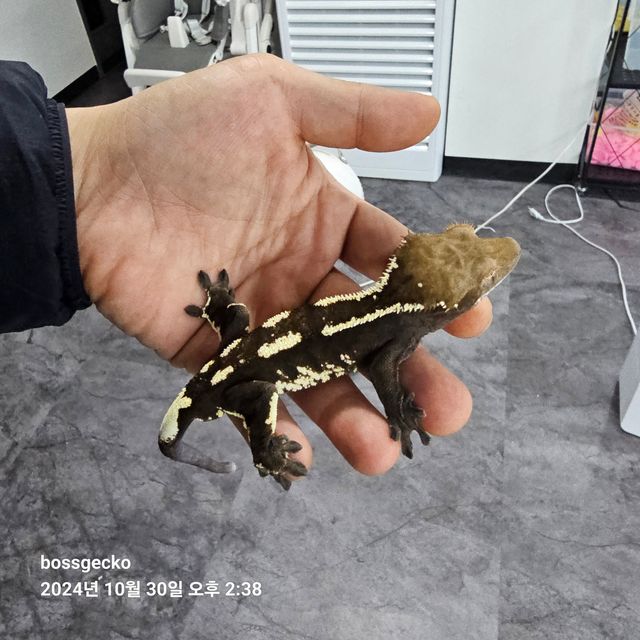 카푸치노