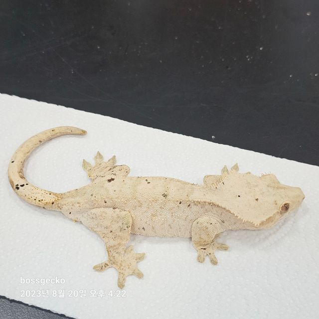 달마시안