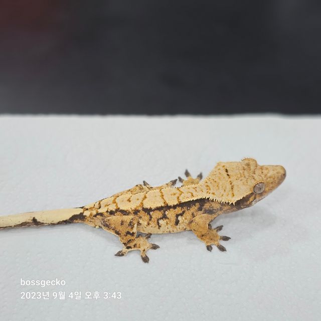 트라이