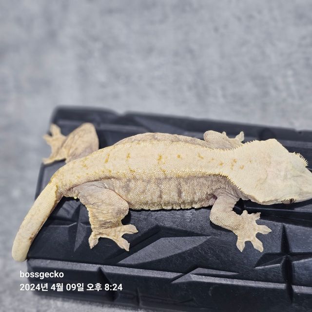 트라이 드리피