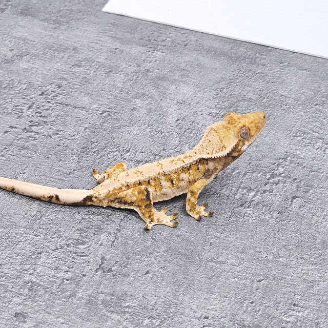 Normal Extreme Harlequin Tri Tangerine