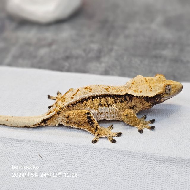 레이지 트라이