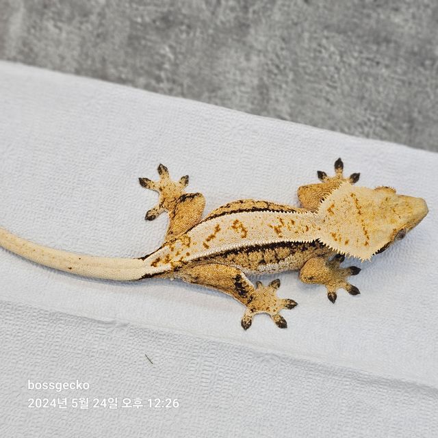 레이지 트라이