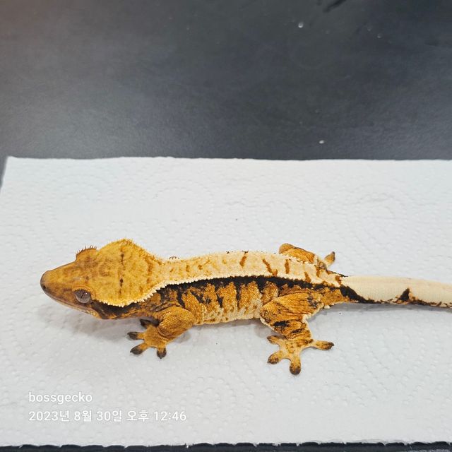 바브