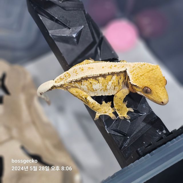 트라이