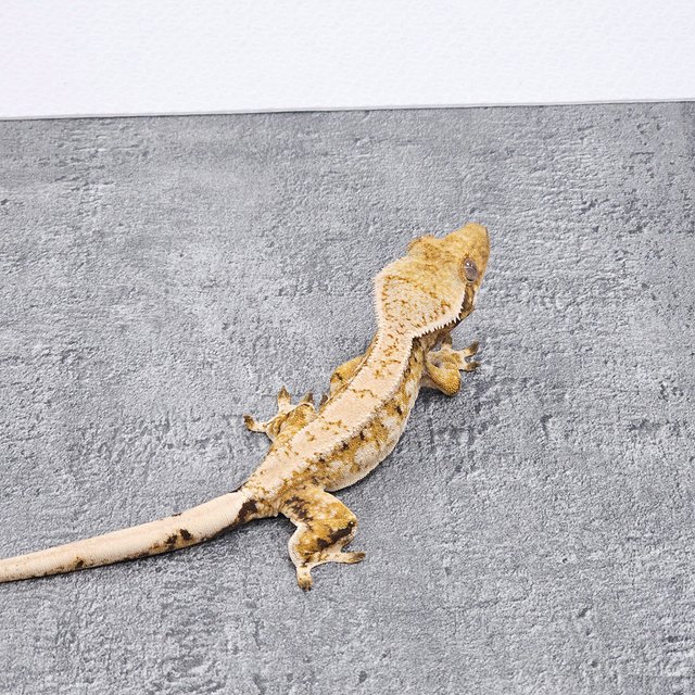 Normal Extreme Harlequin Tri Tangerine