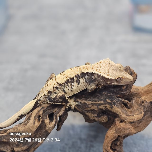 트라이
