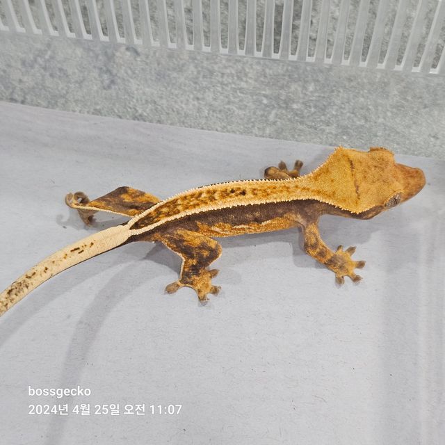 Full Pinstripe Pinstripe Quad