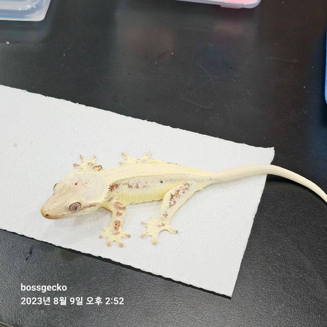 릴리화이트
