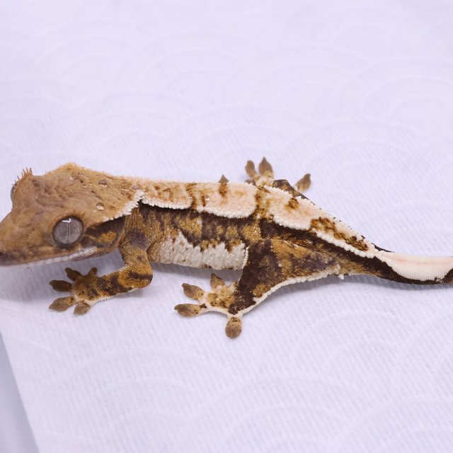 Normal Tri Extreme Harlequin