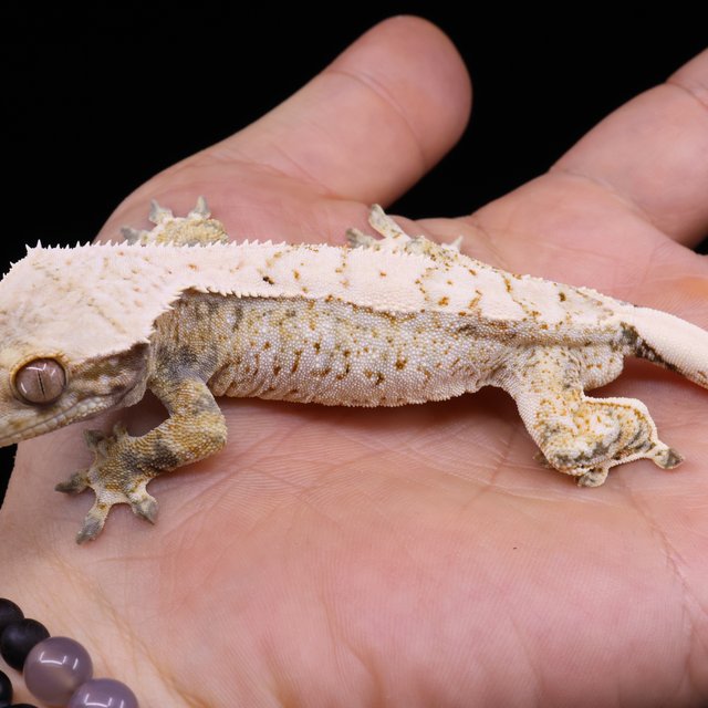White Tri