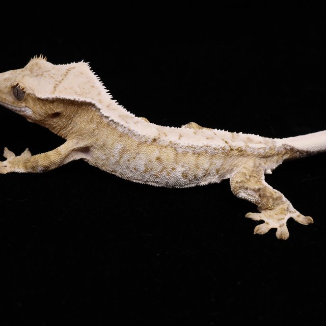 Creamsicle Normal White Spot