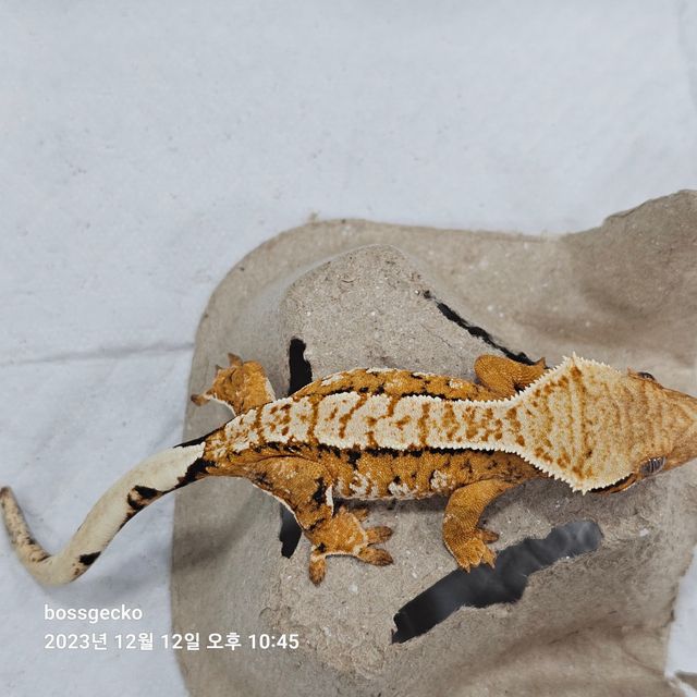 노멀 트라이 바브