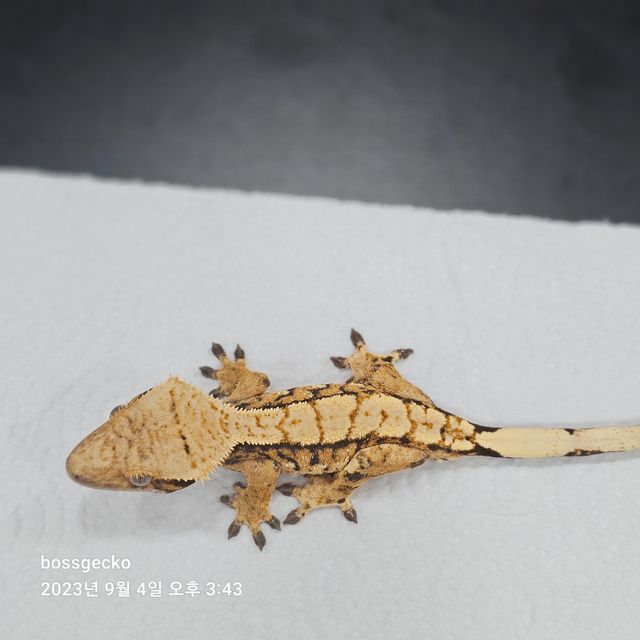 트라이
