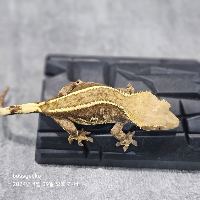 쿼드 엠티백