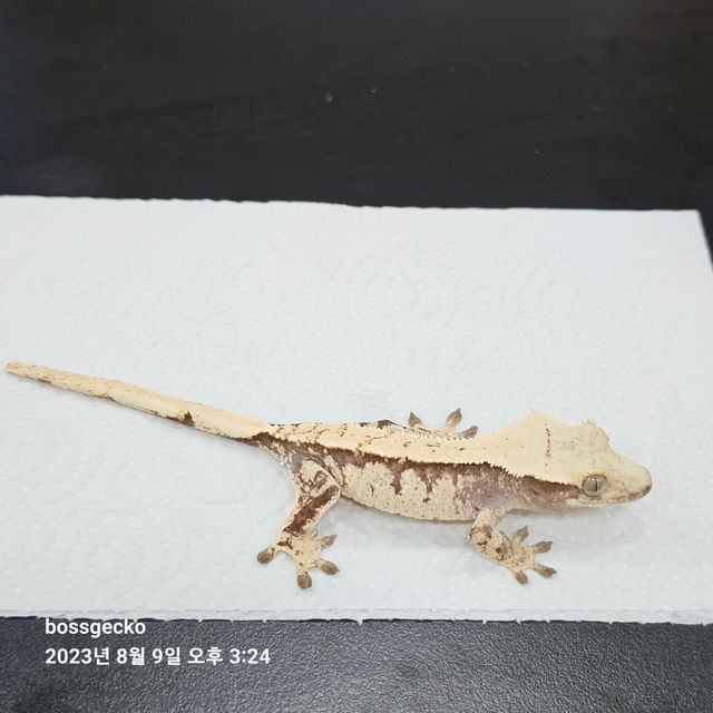 화이트스팟 익스트림할리퀸 화이트