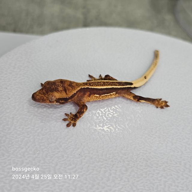 엠티백 풀핀 쿼드