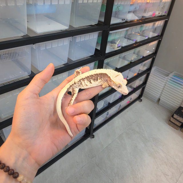Lilly 100% Het Axanthic