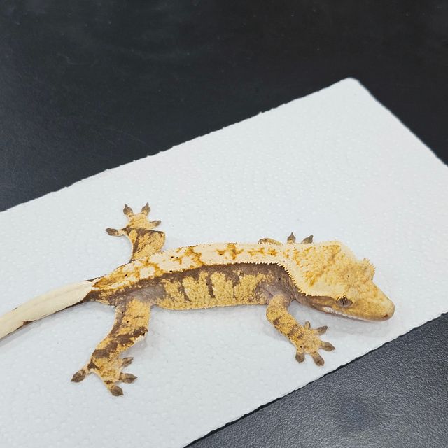 트라이