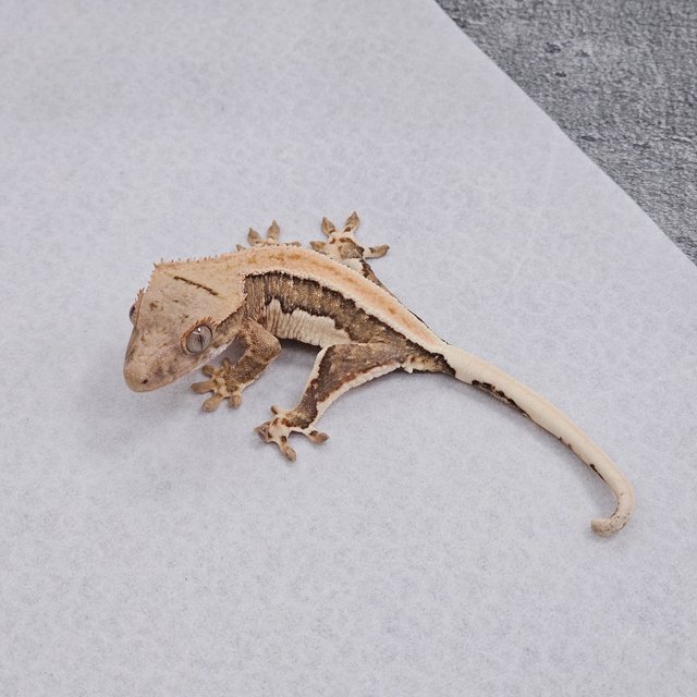 Lilly 100% Het Axanthic