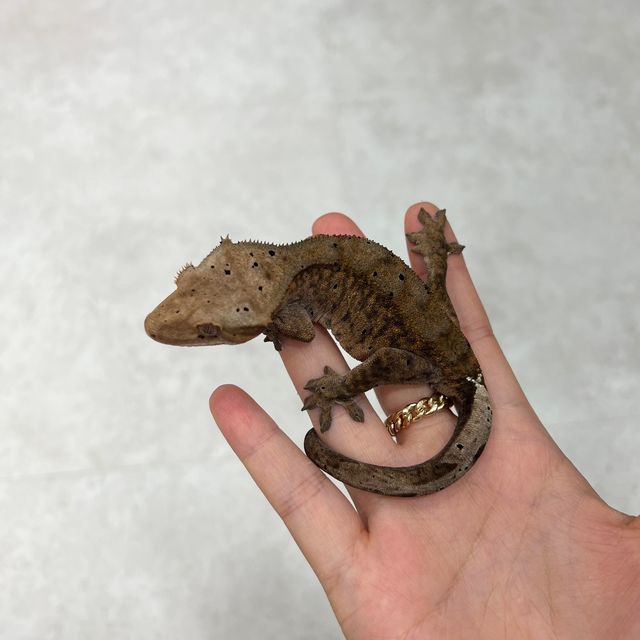 카푸치노