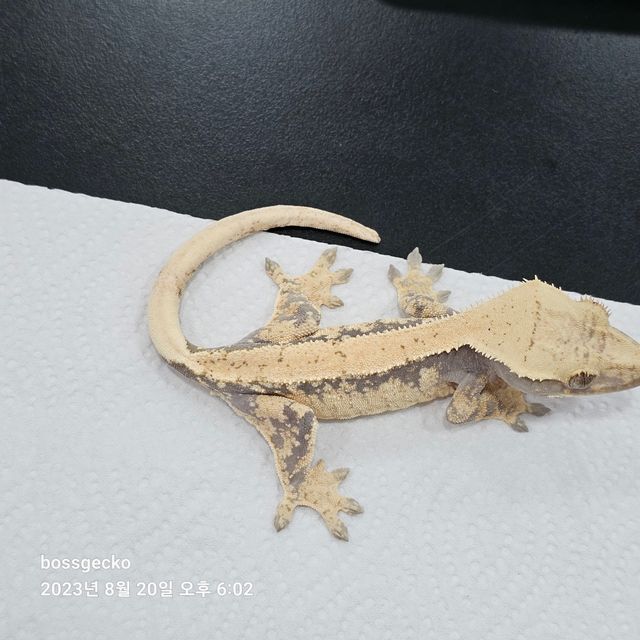 익스트림할리퀸