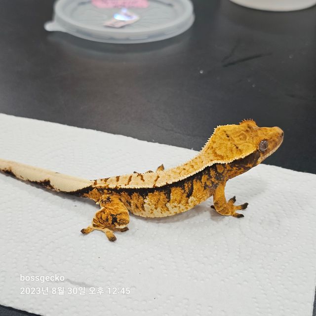 바브