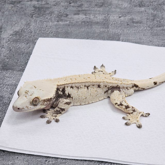 노멀 드리피 화이트스팟