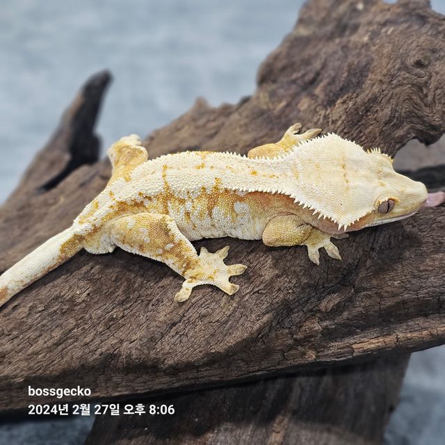 트라이