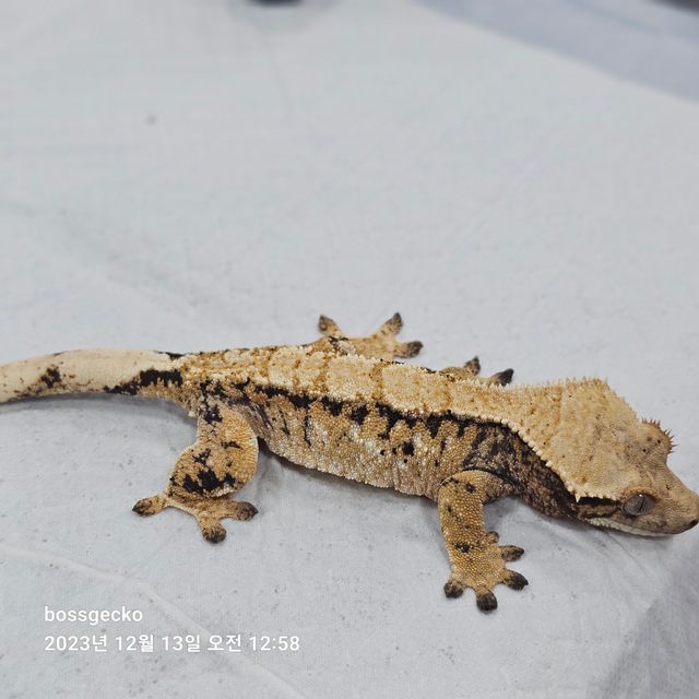 노멀 트라이 바브