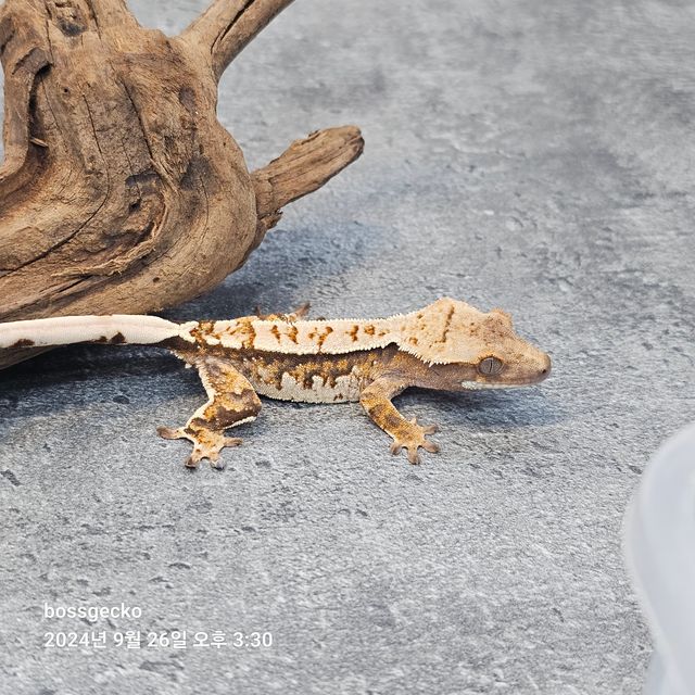 트라이