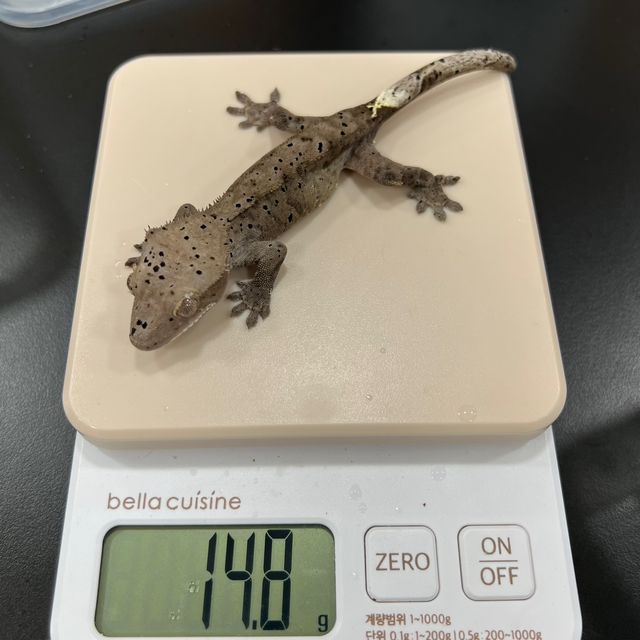 카푸치노