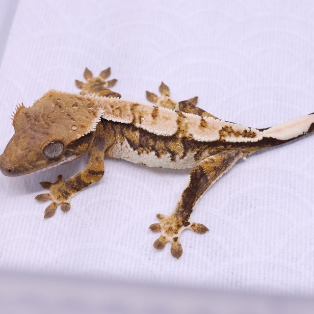 Normal Tri Extreme Harlequin