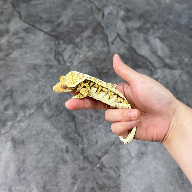 트라이 익스트림할리퀸