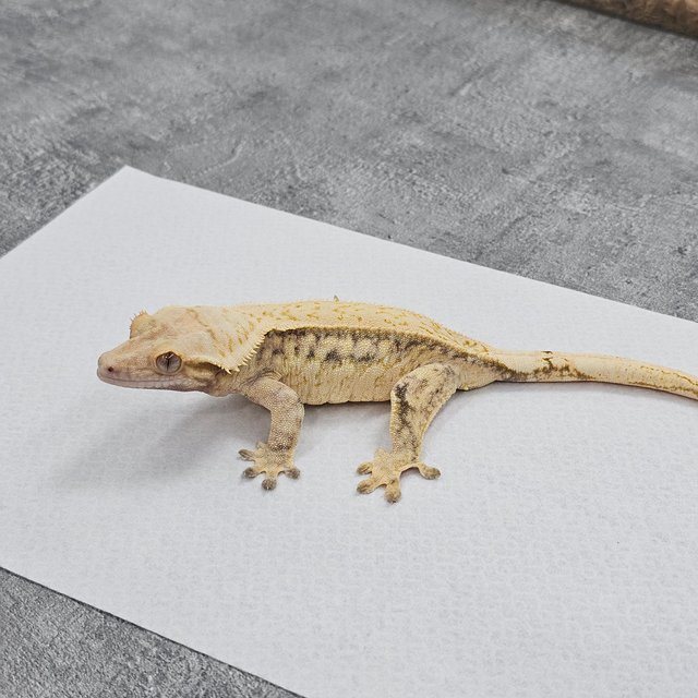 Normal Quad Drippy White Spot