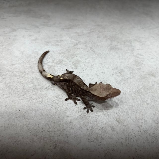카푸치노