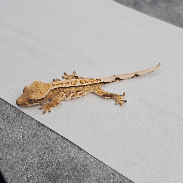 트라이