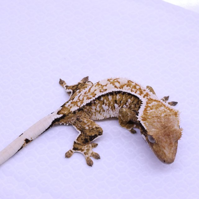 Tri