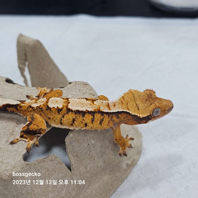 노멀 트라이 바브