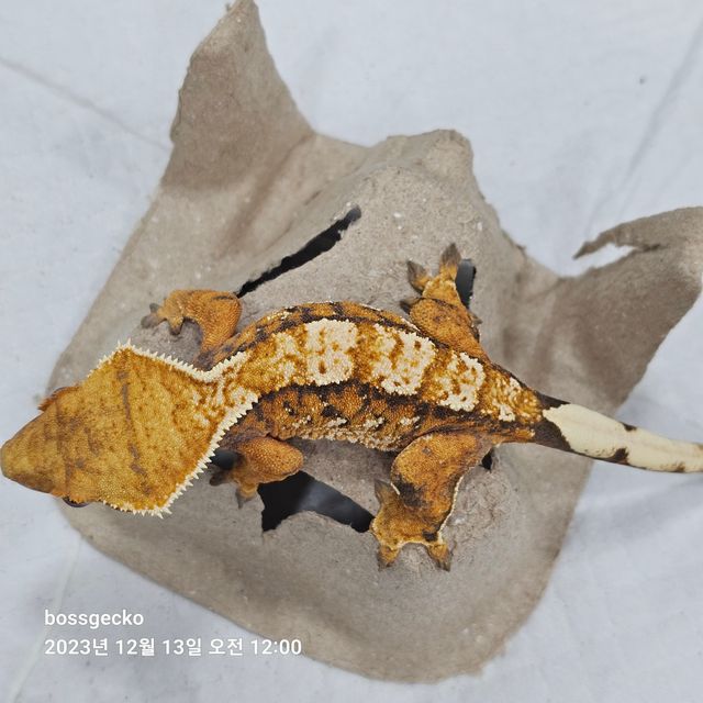 노멀 트라이 바브