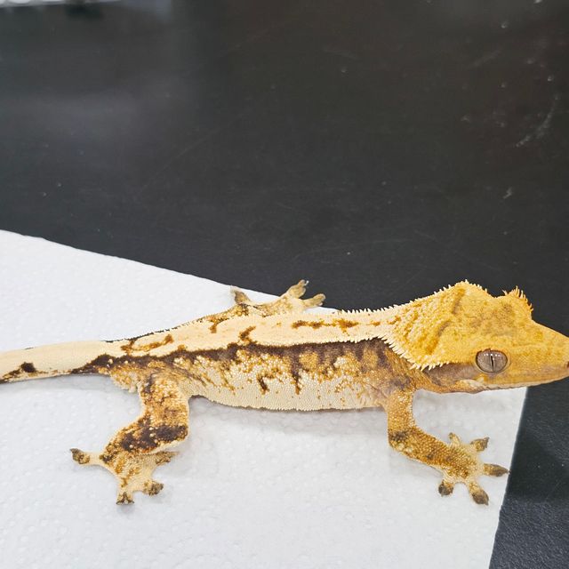 트라이