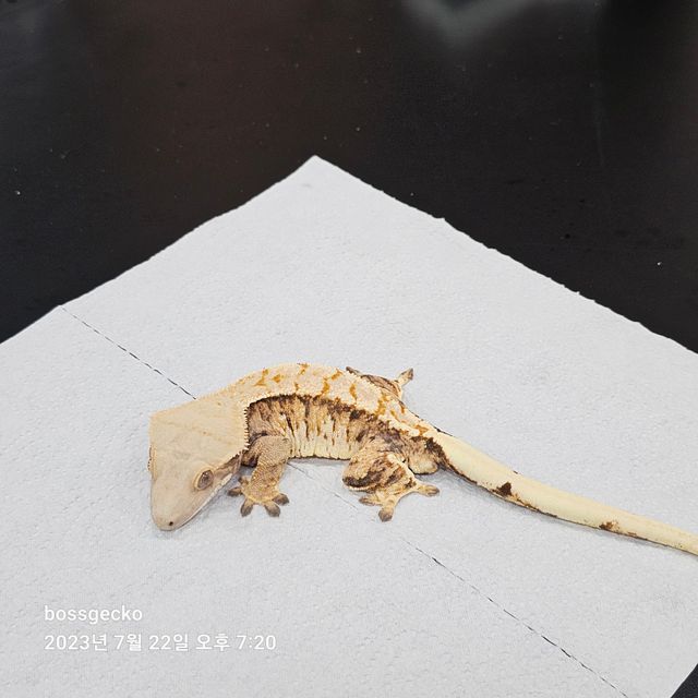 Tri